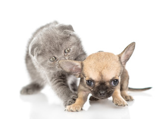 Playful baby kitten and tiny chihuahua puppy together. Isolated on white background