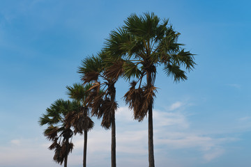 coconut palm trees or sugar palms in sky cloud backgroound. close up view