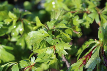 Drops of rain remained on fresh young leaves