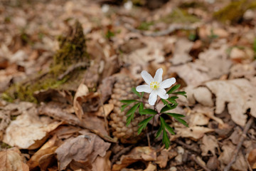 Ein schön blühendes Buschwindröschen (lat.: Anemone nemorosa) auf dem Waldboden vor einem Tannenzapfen