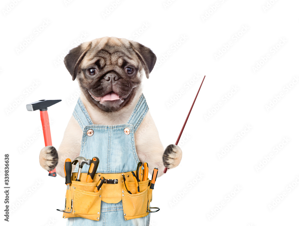 Poster Pug puppy wearing blue overalls with tool belt holds a hammer and points away on empty space. Isolated on white background