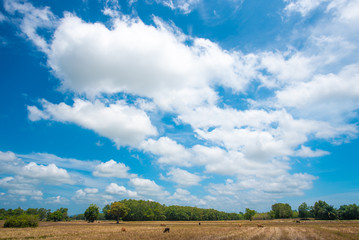 blue sky and white clouds.