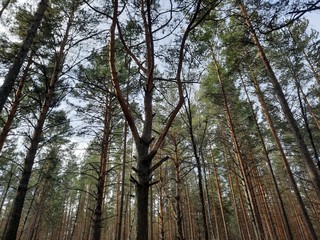 forest, tree, nature, landscape, trees, woods, wood, green, pine, autumn, park, summer, birch, leaf, foliage, environment, leaves, woodland, fall, trunk, light, sun, season, spring, plant