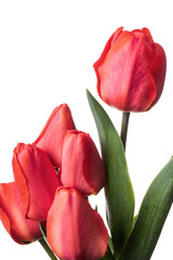 Red tulips isolated on a white background