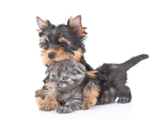 Yorkshire Terrier puppy hugs tiny kitten. Isolated on white background