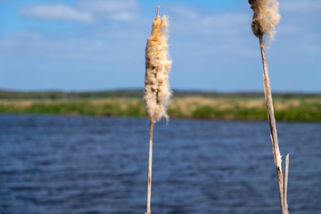 Bulrush in the wind on the bank of a lake in a dutch landscape in holland in the netherlands