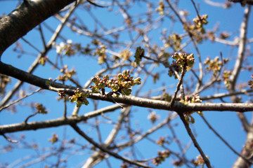Buds of Cherry blossoms and leaves on branch in early springtime on selective focus. Prunus avium tree

