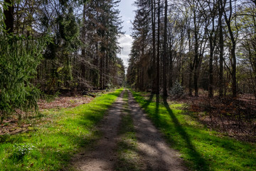 path in the forest with trees to the sides
