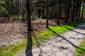 footpath in the forest with harsh shadows from the trees