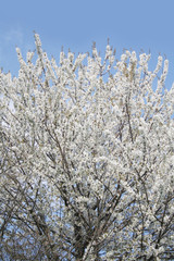 Cherry tree with many beautiful white flowers on branches on springtime against blue sky. Prunus avium tree
