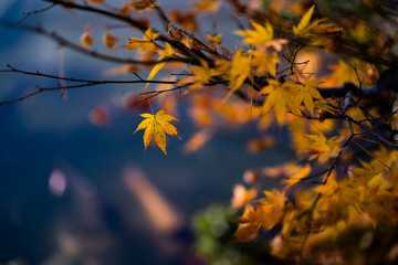 Fototapeta na wymiar The natural texture of colorful maple leaves or Momijigari in autumn at Japan. Light sunset of the sun with dramatic yellow and orange sky. Image depth of field.