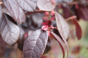 Loropetalum japonica or Loropetalum chinense f. rubrum 'Fire Dance' bush  with blossoms on branch in the garden on springtime
