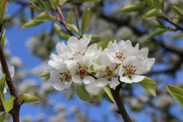 Snow-white flowers bloomed on pear tree in early spring. 