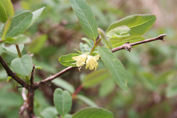Fototapeta na wymiar Lonicera Caerulea Kamtschatica branch with pale yellow flowers. Cultivated Blueberry bush on springtime