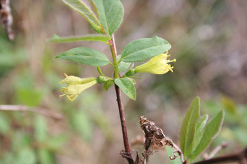 Lonicera Caerulea Kamtschatica branch with pale yellow flowers. Cultivated Blueberry bush on springtime