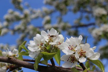 Snow-white flowers bloomed on pear tree in early spring. 