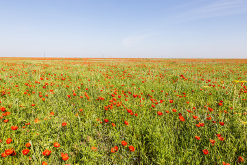 wild red poppy fower field in spring time near Almaty, Kazakhstan