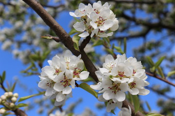 Snow-white flowers bloomed on pear tree in early spring. 