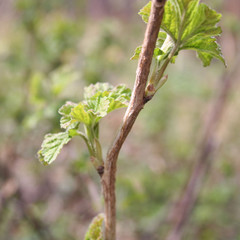 Red currant shrub with new fresh green leaves on springtime. Ribes bush in the garden
