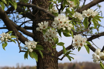 Snow-white flowers bloomed on pear tree in early spring. 