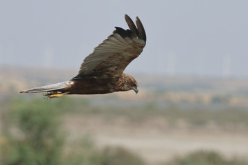 Marsh Harrier in flight 