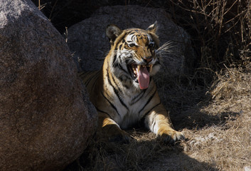 Fototapeta premium Royal Bengal Tiger