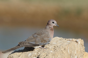 Laughing Dove sits composed 