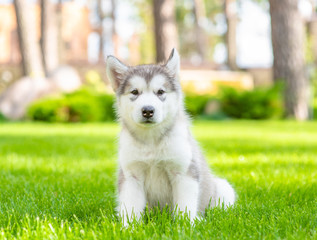 Alaskan malamute puppy sits on green summer grass