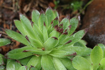 Rojnik murowy Sempervivum tectorum