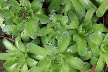 Obraz premium Rojnik murowy Sempervivum tectorum