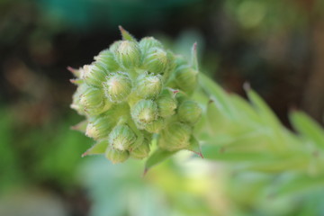 Rojnik murowy Sempervivum tectorum