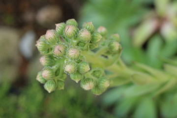 Rojnik murowy Sempervivum tectorum