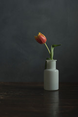 Red yellow flame tulip in white glass vase on wooden table.