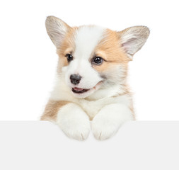 Cute baby Pembroke Welsh Corgi puppy looks above empty white banner. isolated on white background. Empty space for text