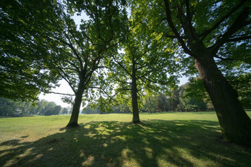 Obraz premium Grass and trees in the summer park in the early morning