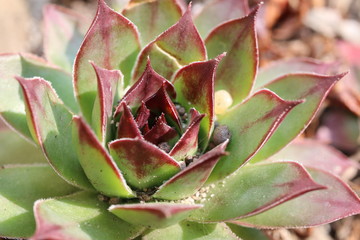 Rojnik murowy Sempervivum tectorum