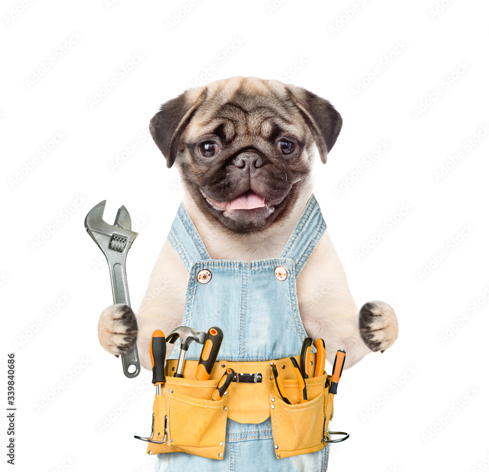 Poster pug puppy wearing overalls with tool belt holds adjustable wrench. isolated on white background