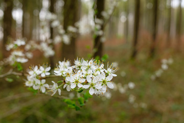 Frühling im Wald: Blüten an Zweigen von einem Busch / Strauch