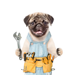 Pug puppy wearing overalls with tool belt  holds adjustable wrench. Isolated on white background