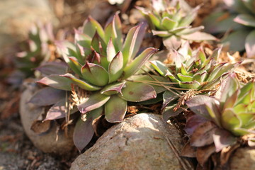 Rojnik murowy Sempervivum tectorum