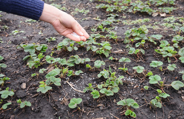 Spring strawberry fertilization: a gardener is applying chemical fertilizers with nitrogen,...