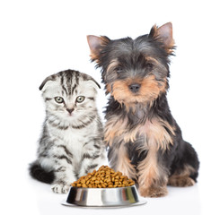Cat and dog sit with a bowl of dry food. isolated on white background