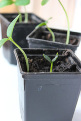 Cucumber seedlings on the windowsill