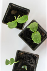 Cucumber seedlings on the windowsill