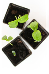 Cucumber seedlings on the windowsill