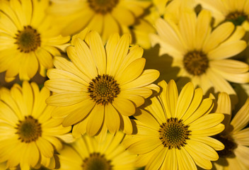 Yellow Daisies