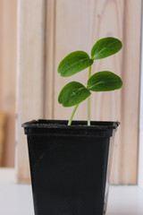Cucumber seedlings on the windowsill