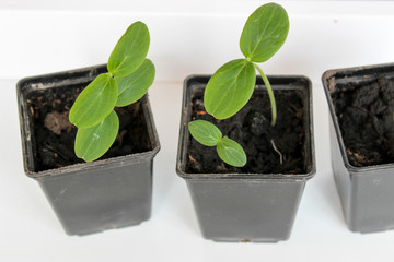 Cucumber seedlings on the windowsill