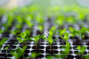 pattern, leaf, green, plant, fern, abstract, aloha, art, autumn, background, banana, bird, botanical, branch, color, colorful, decoration, decorative, design, drawing, fashion, flora, floral, flower, 