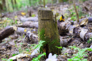 Tree stump